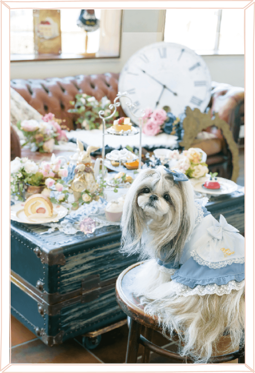 Cawaiiアリスの世界