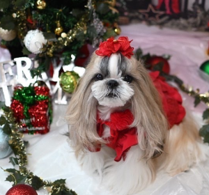 ドラマティックフリルワンピース