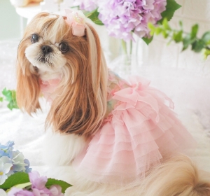 チュールワンピ