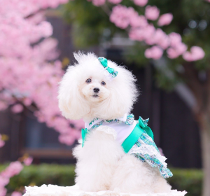 タータンチェックセーラーカラーワンピース