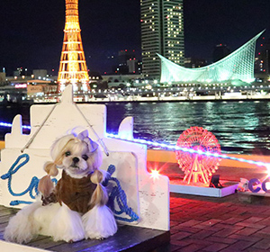 きゃんナナワンピ風ハイネックニット